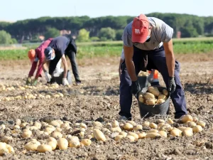 Condenan a un empresario agrícola por empleo irregular de jornaleros no afiliados a la Seguridad Social